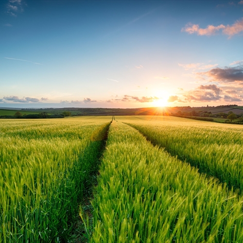 Agriculture, Forestry and Fishing